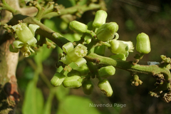 Dysoxylum malabaricum